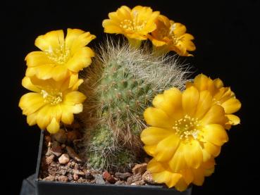 Preview: Rebutia senilis var. kesselringiana (seeds)